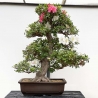 Rhododendron Indicum Kahoku-no-Tsuki - Azalea - 75 cm