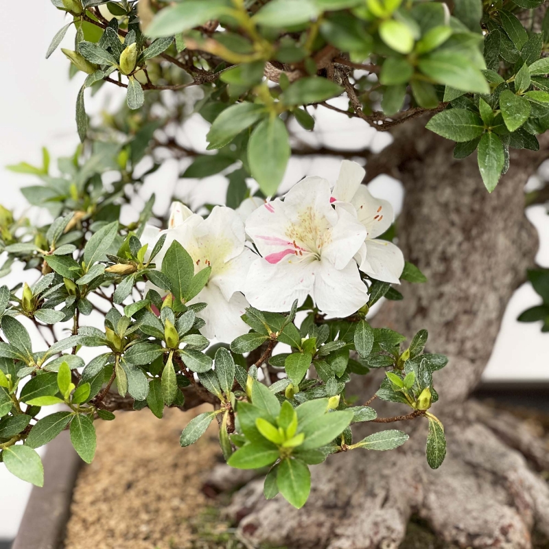 Rhododendron Indicum Kahoku-no-Tsuki - Azalea - 75 cm