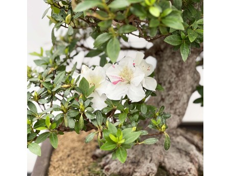 Rhododendron Indicum Kahoku-no-Tsuki - Azalée - 75 cm