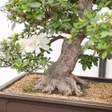 Rhododendron Indicum Kahoku-no-Tsuki - Azalea - 75 cm