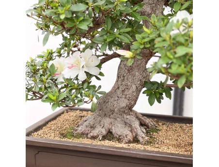 Rhododendron Indicum Kahoku-no-Tsuki - Azalée - 75 cm