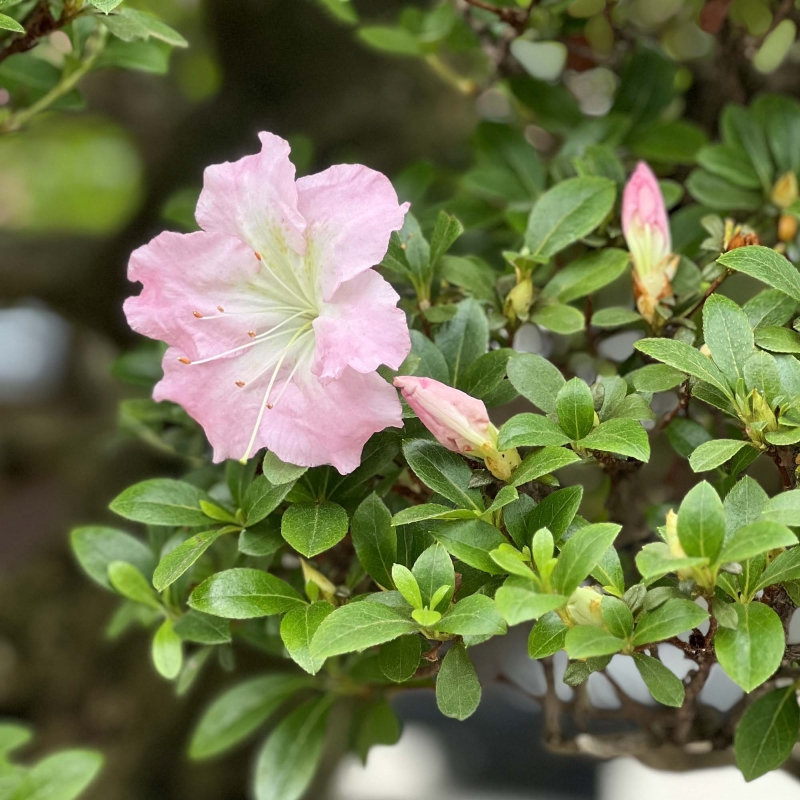Rhododendron Indicum Asahi-no-Izumi - Azalea - 86 cm