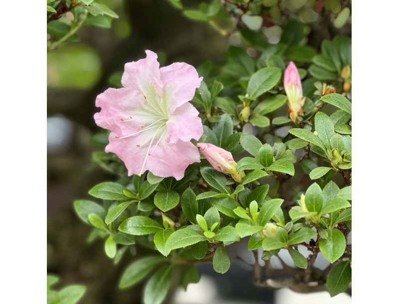 Rhododendron Indicum Asahi-no-Izumi - Azalée - 86 cm