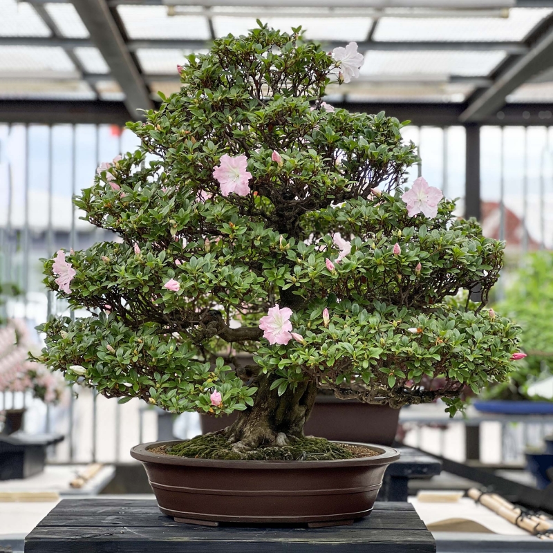 Rhododendron Indicum Asahi-no-Izumi - Azalea - 86 cm