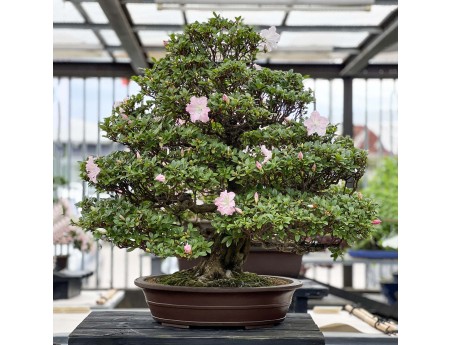 Rhododendron Indicum Asahi-no-Izumi - Azalea - 86 cm