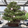 Rhododendron Indicum Asahi-no-Izumi - Azalea - 86 cm