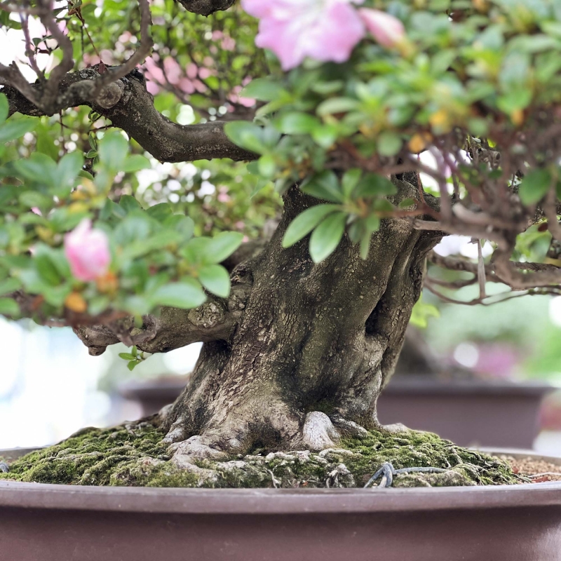 Rhododendron Indicum Asahi-no-Izumi - Azalea - 86 cm