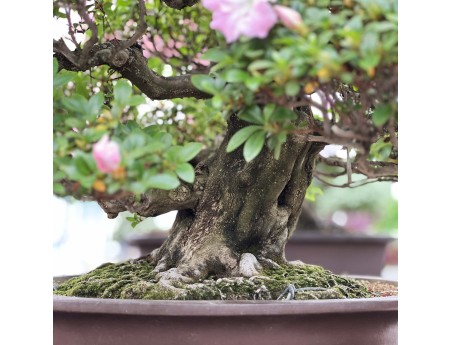 Rhododendron Indicum Asahi-no-Izumi - Azalea - 86 cm