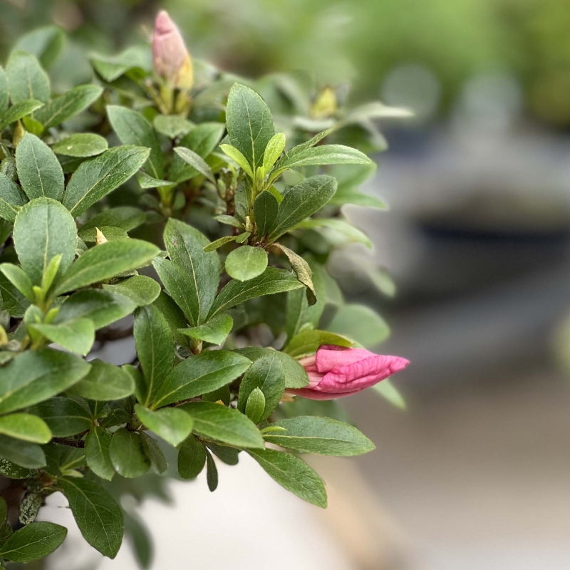 Rhododendron Indicum Asahi-no-Izumi - Azalea - 86 cm