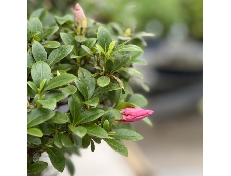 Rhododendron Indicum Asahi-no-Izumi - Azalea - 86 cm