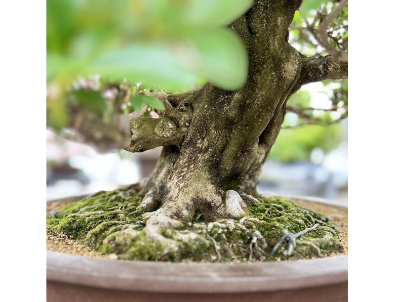 Rhododendron Indicum Asahi-no-Izumi - Azalée - 86 cm