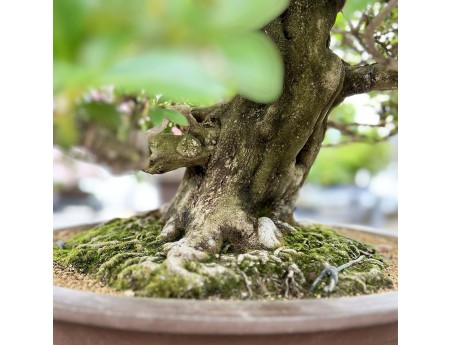 Rhododendron Indicum Asahi-no-Izumi - Azalée - 86 cm