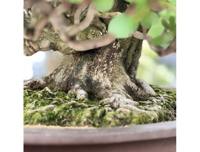 Rhododendron Indicum Asahi-no-Izumi - Azalée - 86 cm