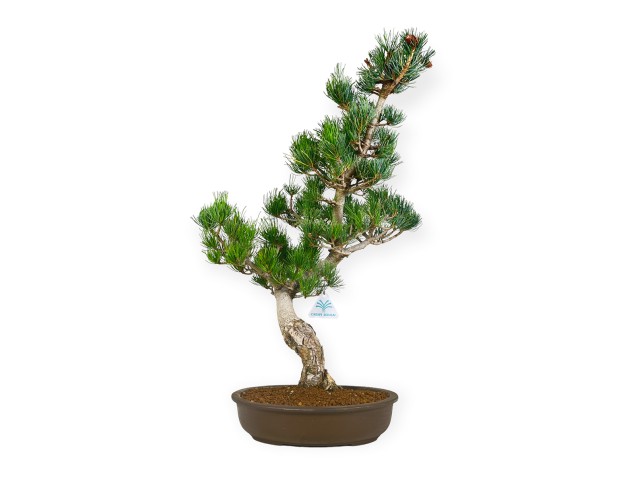 Pinus pentaphylla - Pino - 64 cm