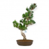 Pinus pentaphylla - Den - 64 cm