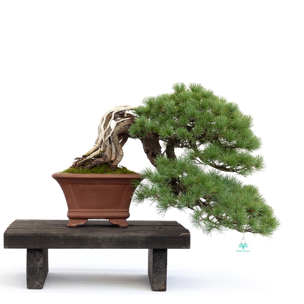 Pinus pentaphylla - Pino - 45 cm
