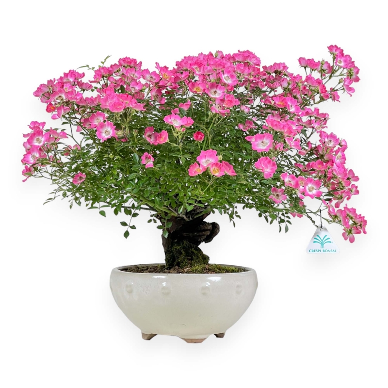 Rose spp - 45 cm