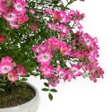 Rose spp - 45 cm