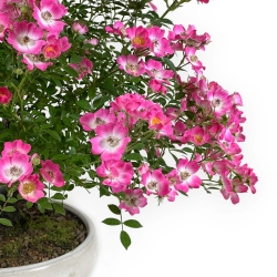 Rose spp - 45 cm