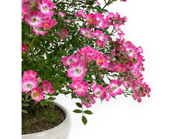 Rosier spp - 45 cm 2