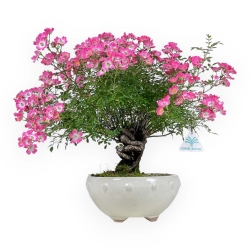 Rose spp - 45 cm