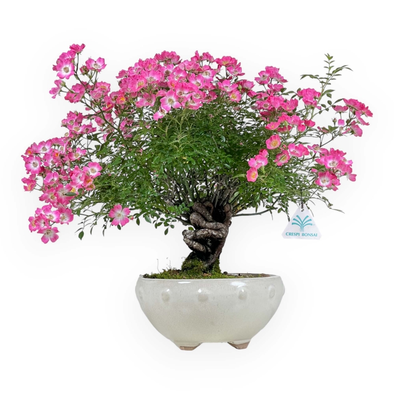 Rose spp - 45 cm