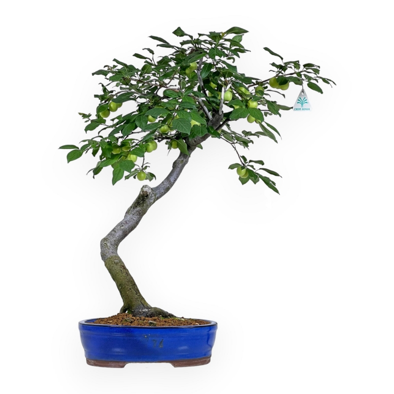 Prunus Cerasifera - Mirabolano - 63 cm