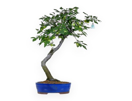 Prunus Cerasifera - Mirabolano - 63 cm