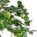 Prunus Cerasifera - Mirabolano - 63 cm
