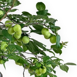 Prunus Cerasifera - Mirabolano - 63 cm