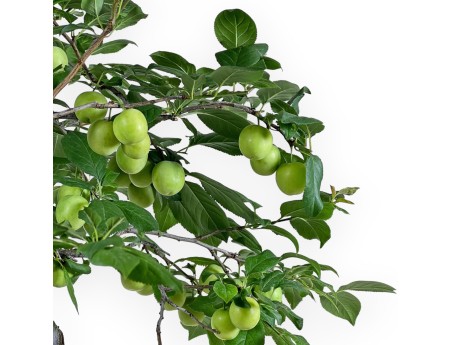 Prunus Cerasifera - Mirabolano - 63 cm