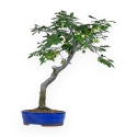 Prunus Cerasifera - Mirabolano - 63 cm