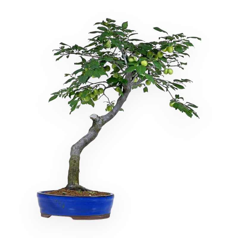 Prunus Cerasifera - Mirabolano - 63 cm