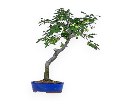 Prunus Cerasifera - Myrobalan - 63 cm