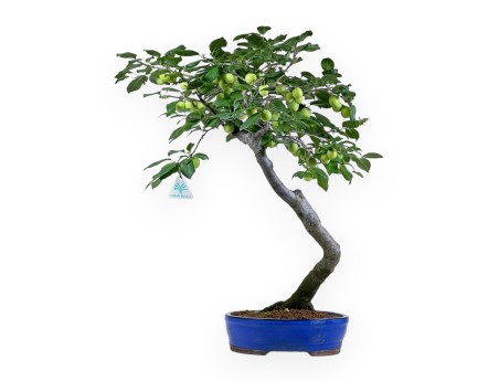 Prunus Cerasifera - Mirabolano - 63 cm