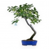 Prunus Cerasifera - Myrobalan - 63 cm