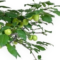 Prunus Cerasifera - Mirabolano - 63 cm