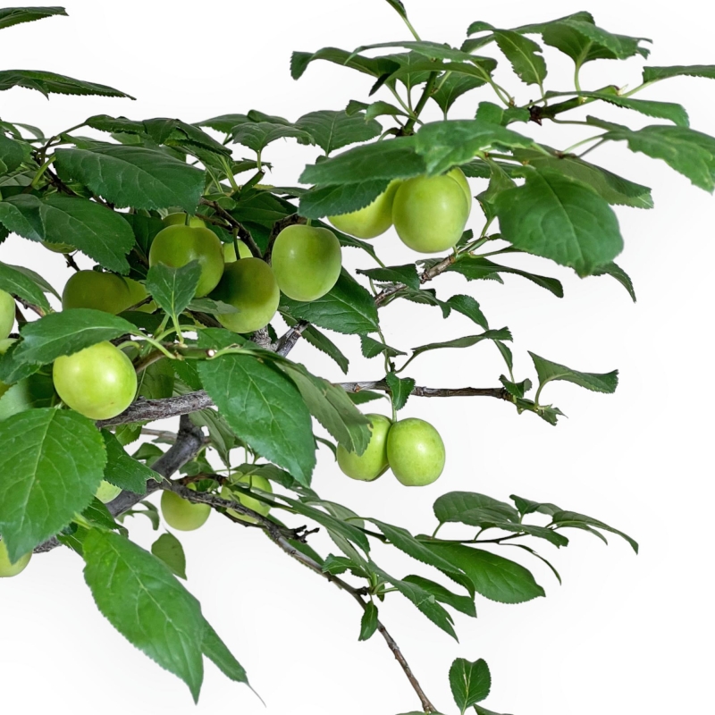 Prunus Cerasifera - Mirabolano - 63 cm