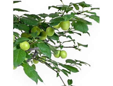 Prunus Cerasifera - Myrobalan - 63 cm