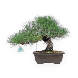 Pinus Thunbergii Shoryu - Pino Nero - 36 cm
