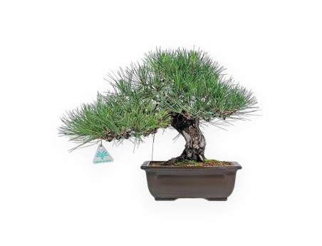 Pinus Thunbergii Shoryu - Pino Nero - 36 cm