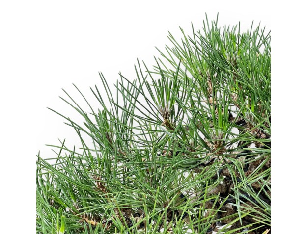 Pinus Thunbergii Shoryu - Black Pine - 36 cm 2