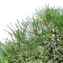Pinus Thunbergii Shoryu - Pino Nero - 36 cm