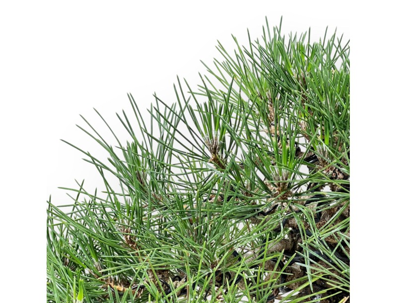 Pinus Thunbergii Shoryu - Zwarte den - 36 cm