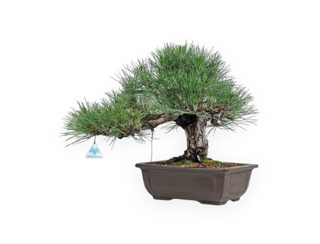 Pinus Thunbergii Shoryu - Pino Nero - 36 cm
