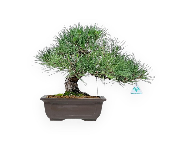 Pinus Thunbergii Shoryu - Schwarzkiefer - 36 cm