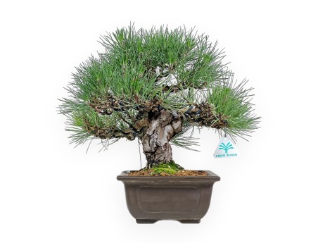 Pinus Thunbergii Shoryu - Pino Nero - 36 cm