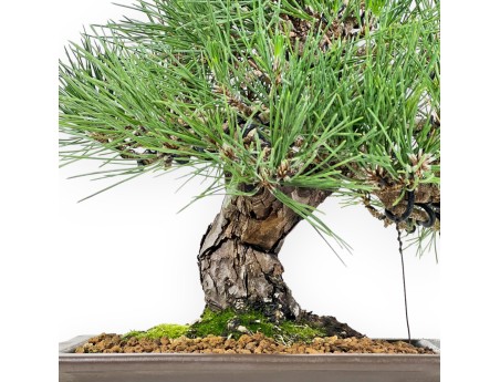 Pinus Thunbergii Shoryu - Zwarte den - 36 cm