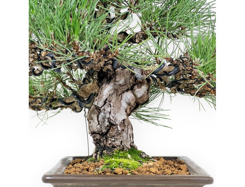 Pinus Thunbergii Shoryu - Black Pine - 36 cm