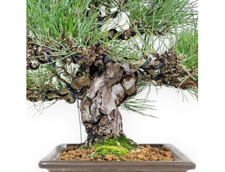 Pinus Thunbergii Shoryu - Pino Nero - 36 cm